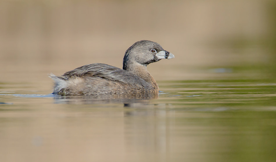 Sigma 50-500mm F4.5-6.3 DG OS HSM sample photo. Pied billed grebe photography