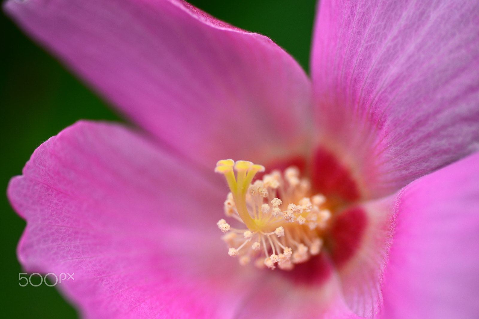 Nikon D600 sample photo. Pistil faces to the top photography