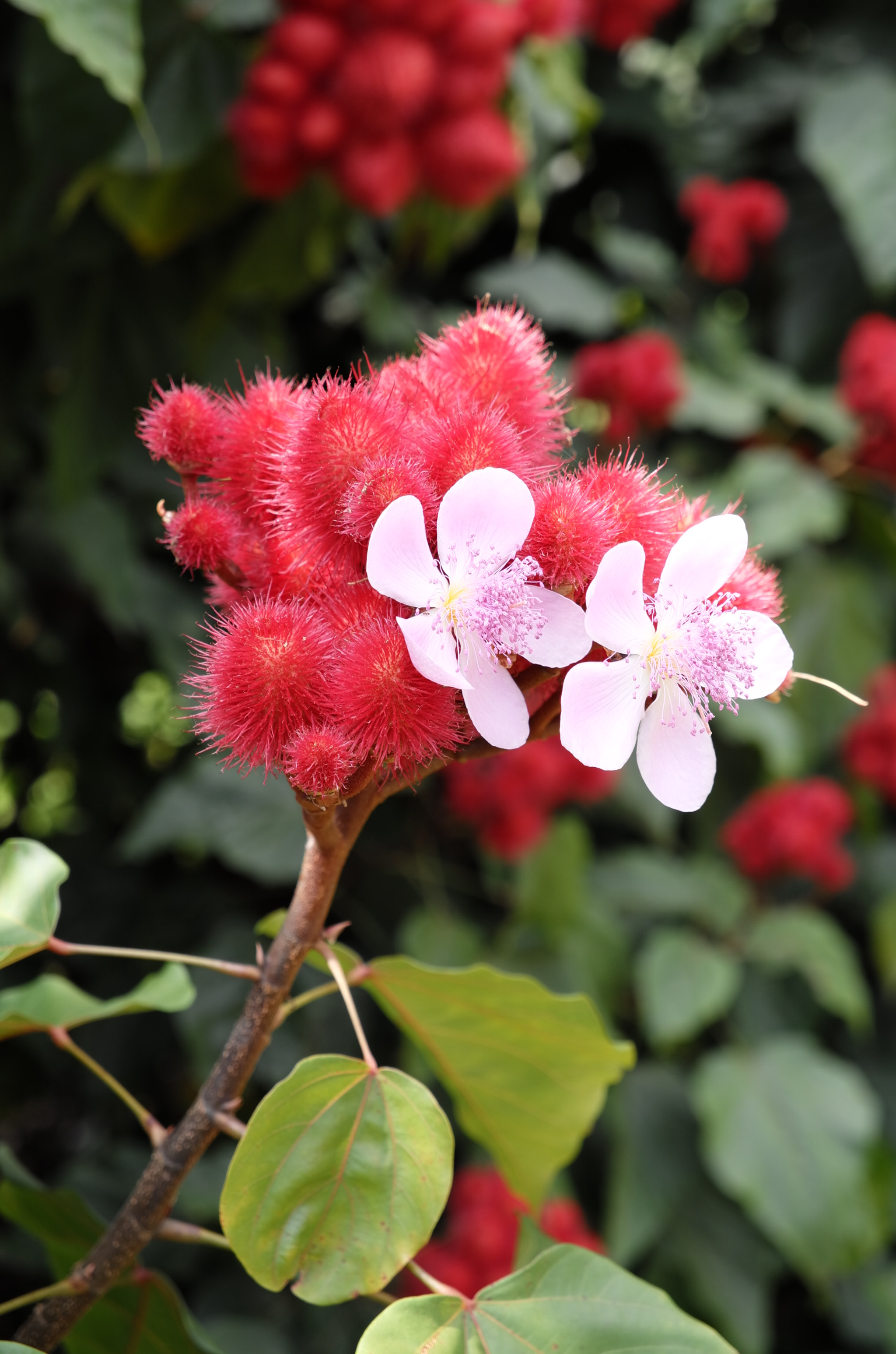 Vario-Elmar T 1:3.5-5.6 / 18-56 ASPH. sample photo. Pink spiky flower on the big island of hawaii photography