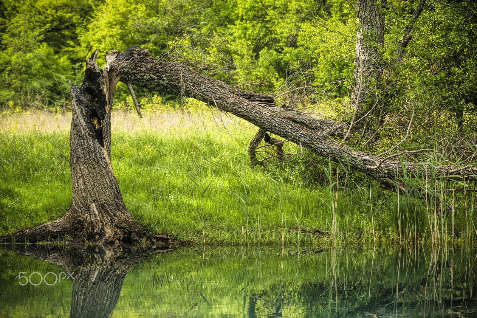 Canon EF 70-200mm F2.8L IS II USM sample photo. Nature vs nature photography