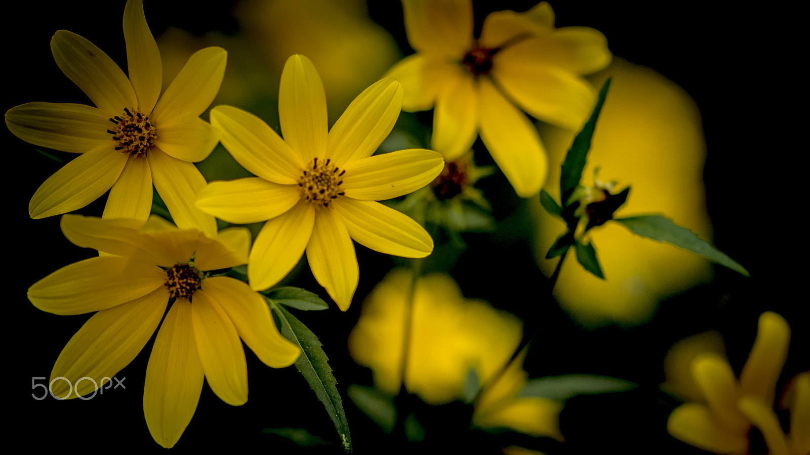 Sony SLT-A65 (SLT-A65V) + 105mm F2.8 sample photo. The color of yellow photography