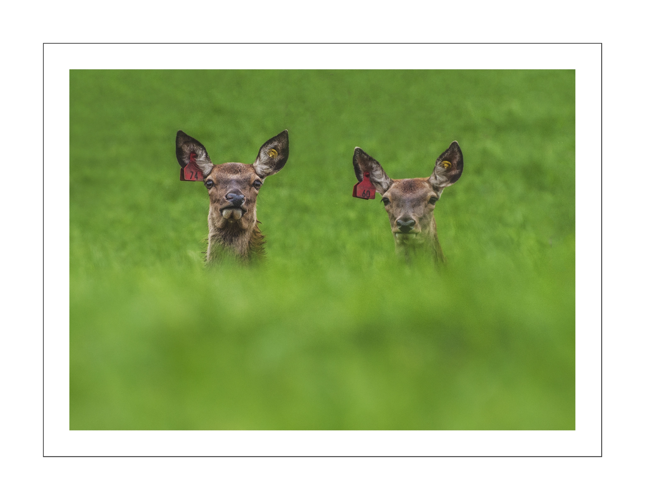 Nikon D3000 sample photo. Out of hiding photography
