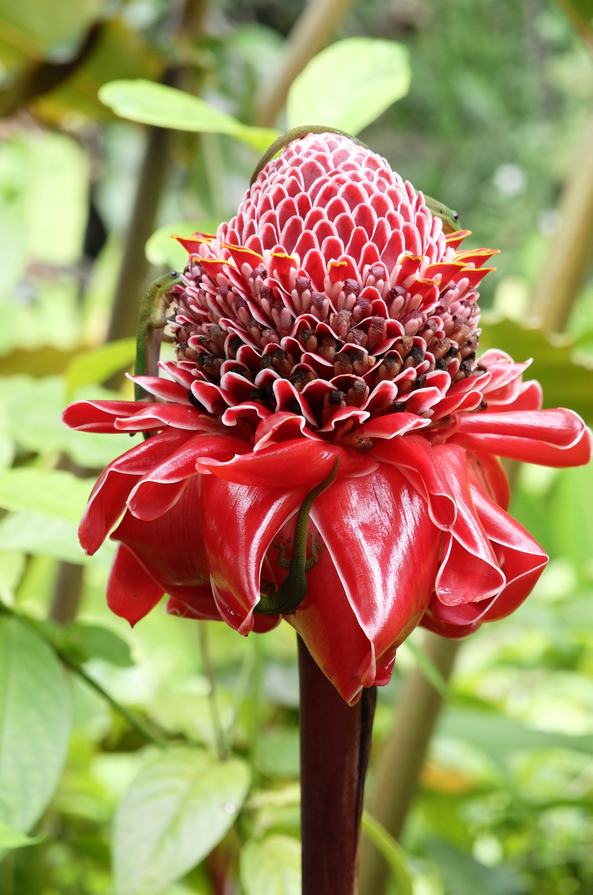 Vario-Elmar T 1:3.5-5.6 / 18-56 ASPH. sample photo. Flower at akaka falls - big island hawaii photography