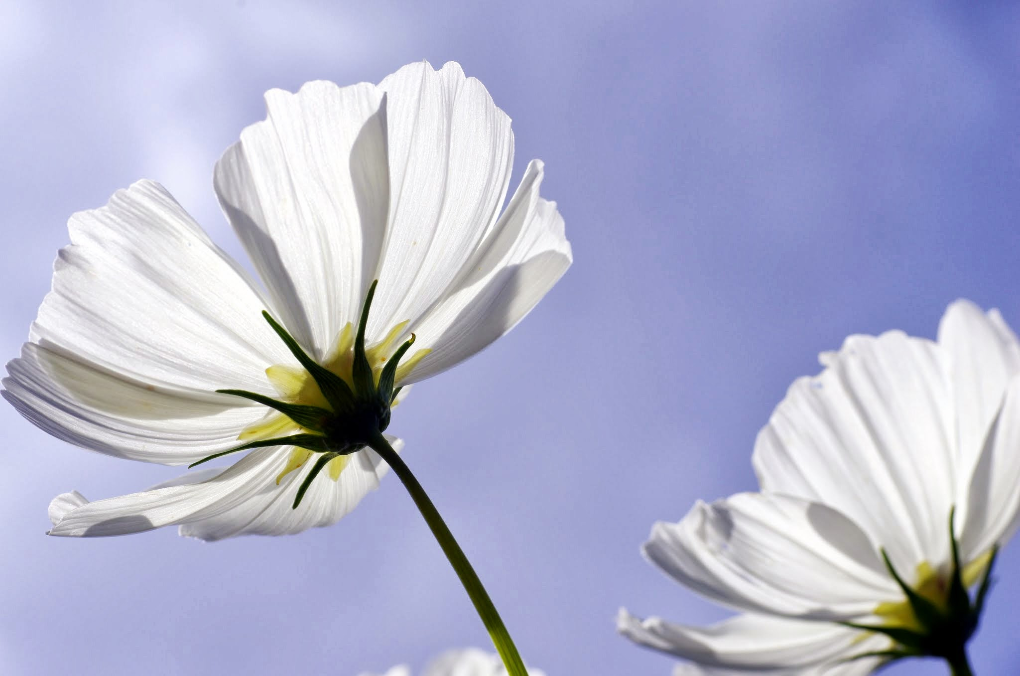 Pentax K-5 II + Sigma sample photo. Cosmos photography