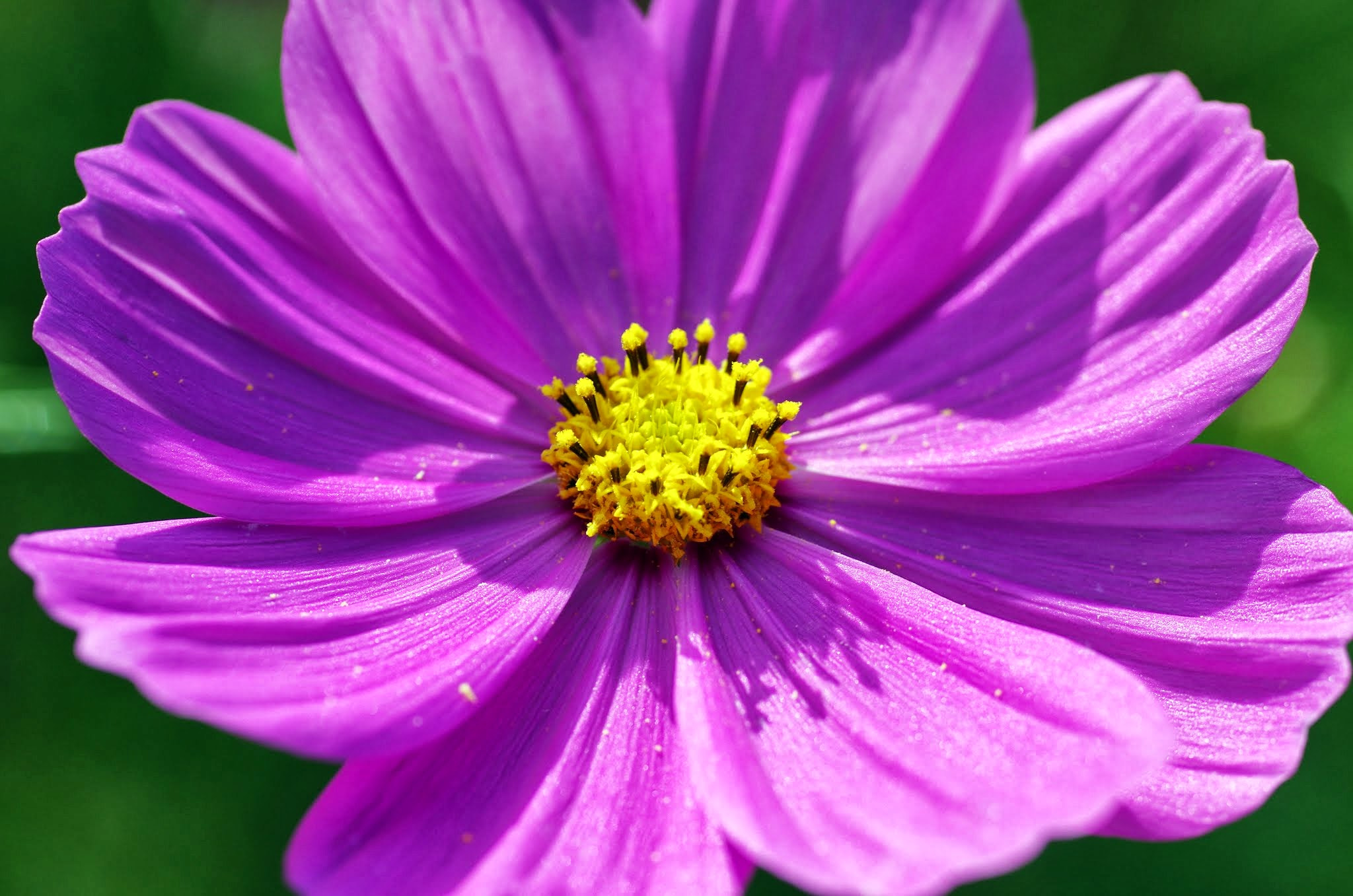 Pentax K-5 II + Sigma sample photo. Cosmos photography