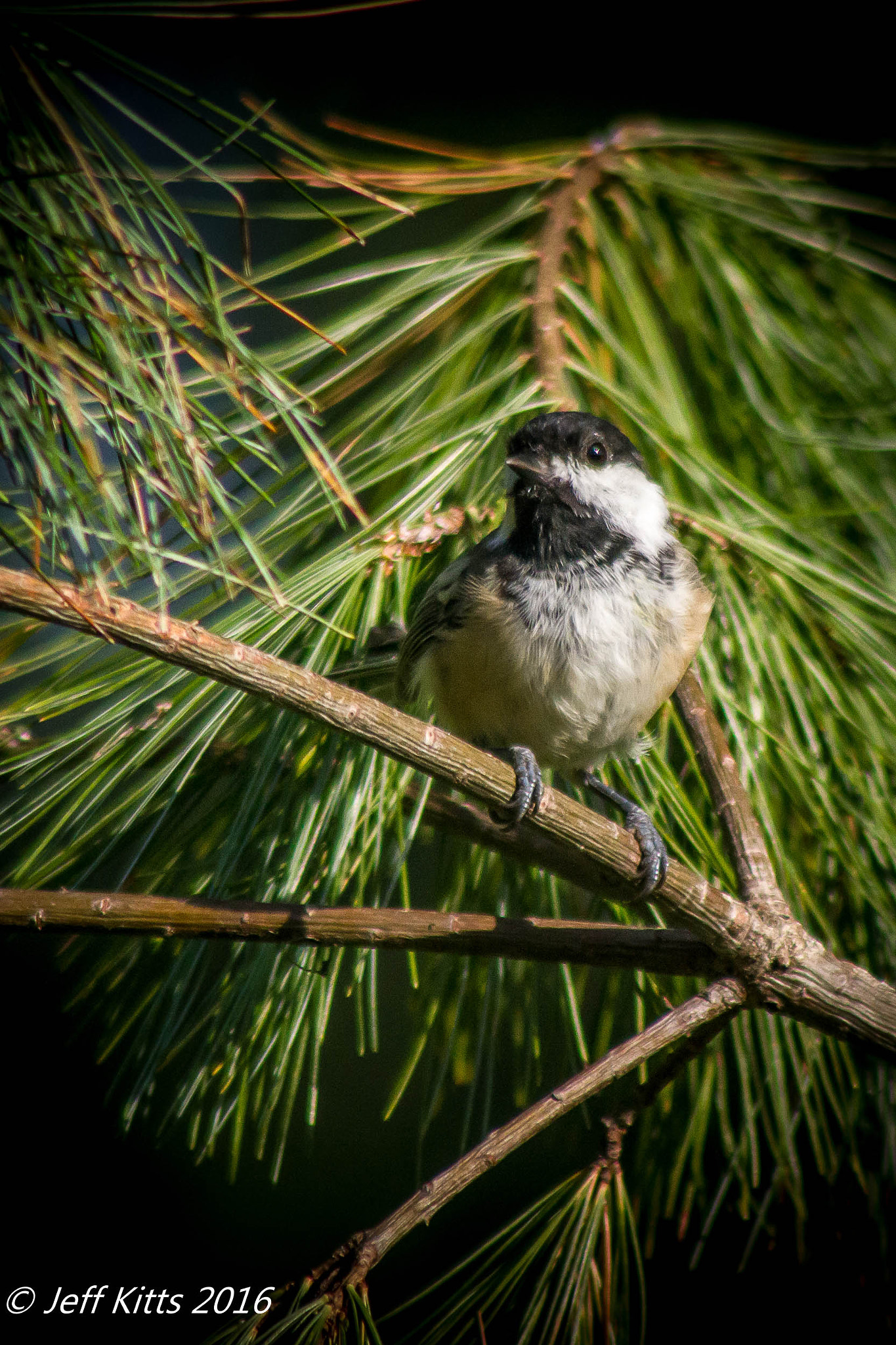Canon EF 75-300mm f/4-5.6 USM sample photo. 4320 photography