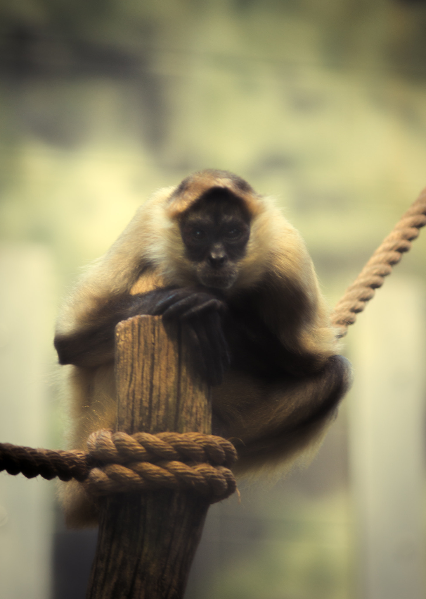 Nikon D7200 + Sigma 70-200mm F2.8 EX DG OS HSM sample photo. Spider monkey photography