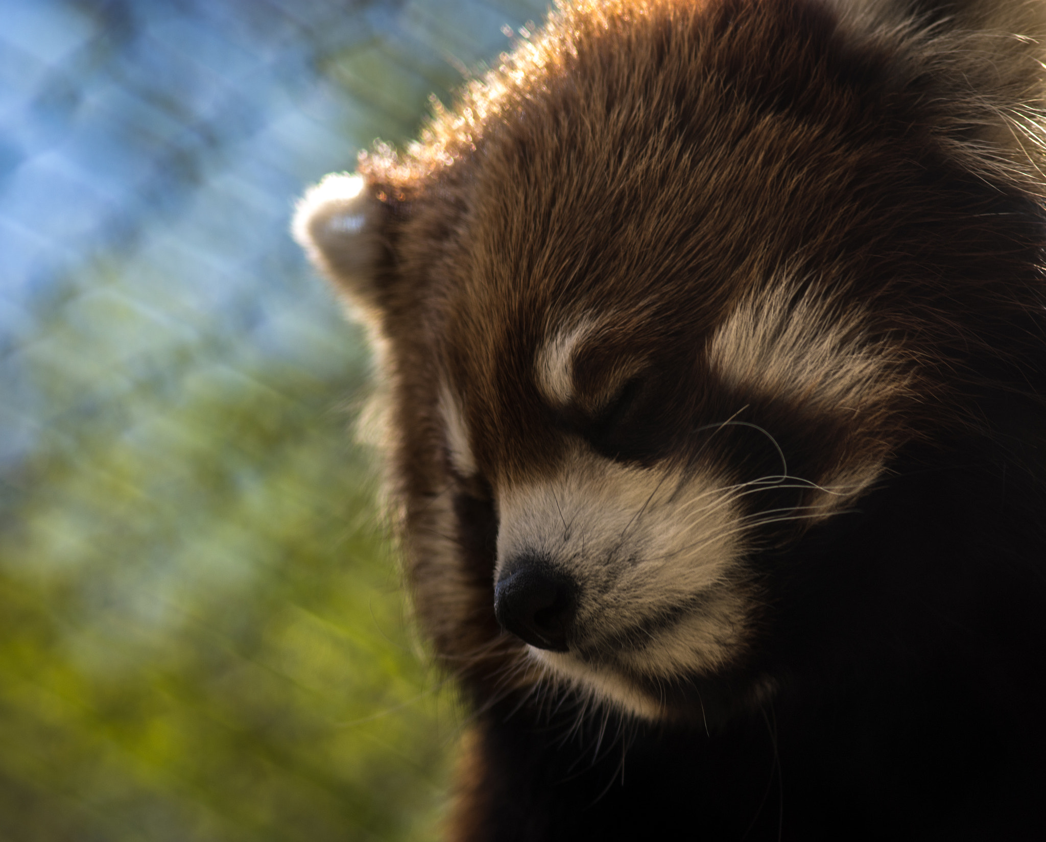 Sigma 70-300mm F4-5.6 APO DG Macro sample photo. Red panda photography
