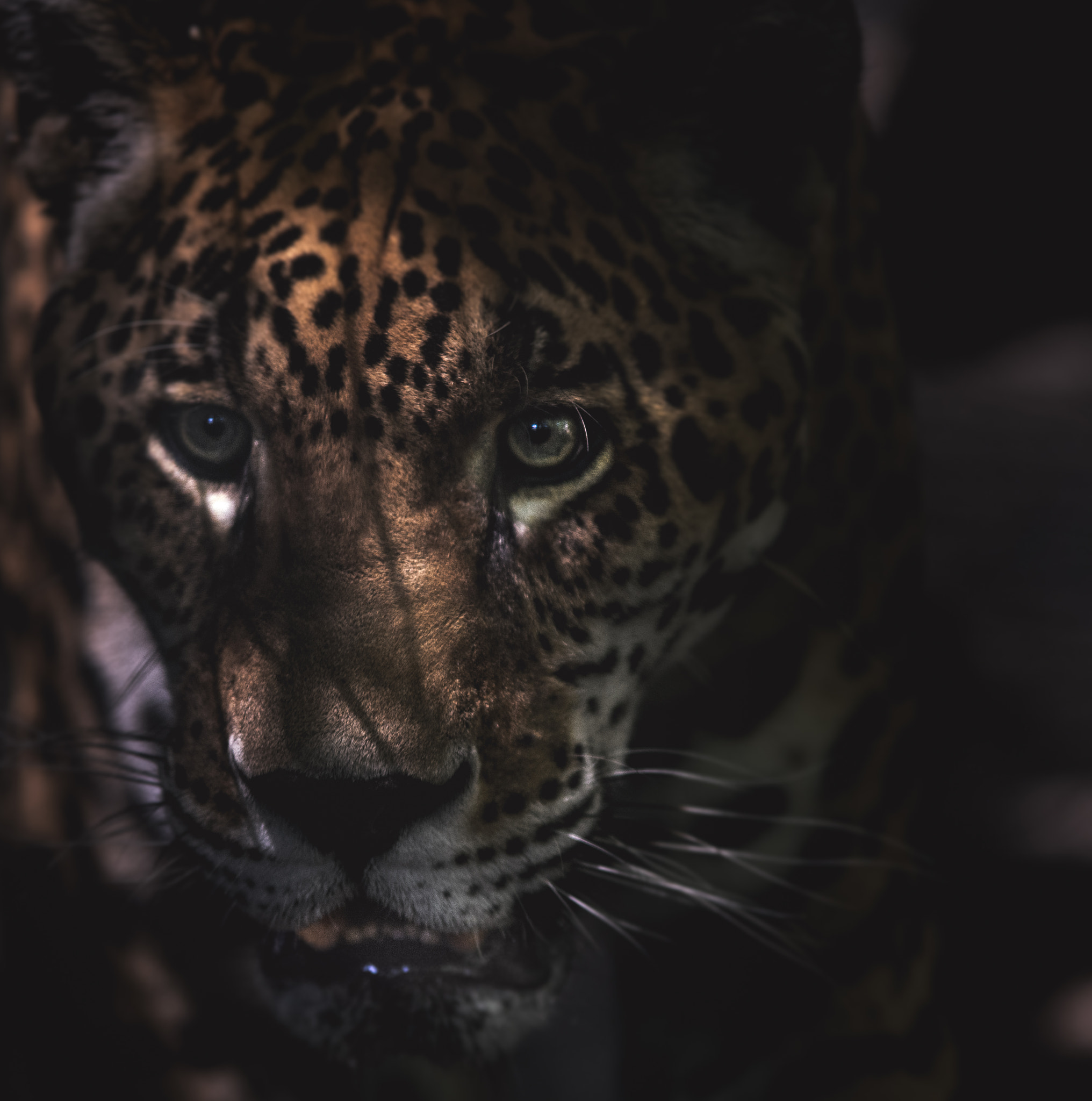 Nikon D7200 + Sigma 70-200mm F2.8 EX DG OS HSM sample photo. Jaguar photography