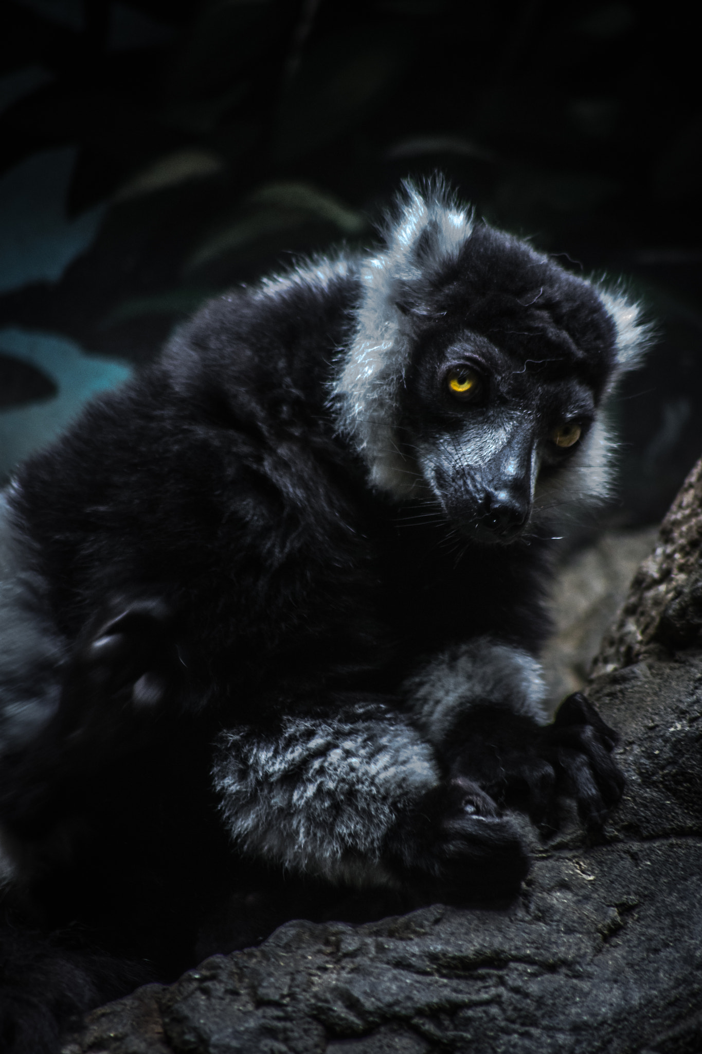 Sigma 70-300mm F4-5.6 APO DG Macro sample photo. Black and white lemur photography