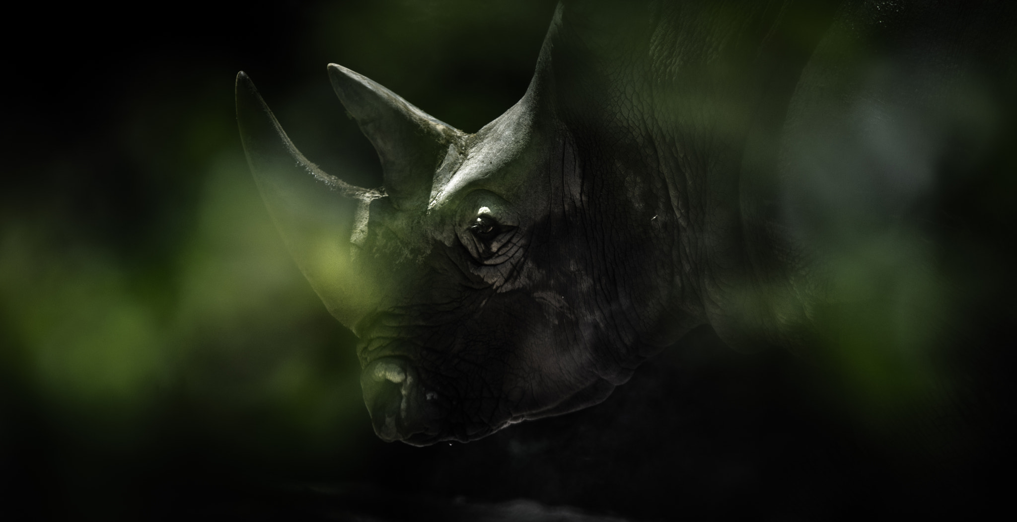 Nikon D7200 + Sigma 70-200mm F2.8 EX DG OS HSM sample photo. Black rhino photography