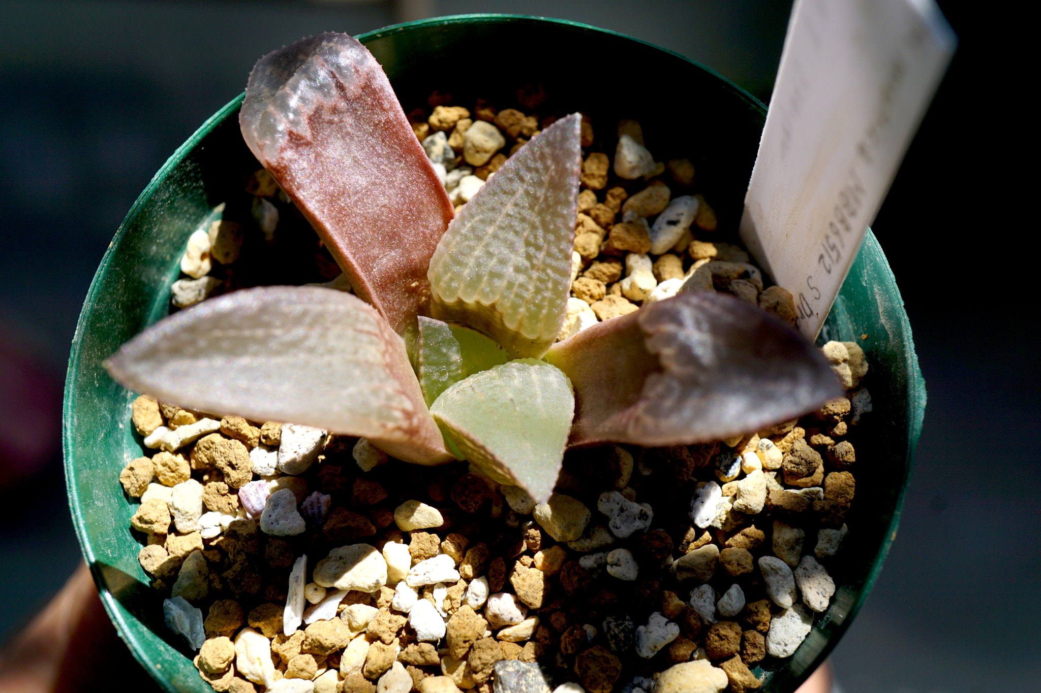 Sony a6000 + Sony E 30mm F3.5 sample photo. Haworthia mutica mbb6512 s drew klipprt photography