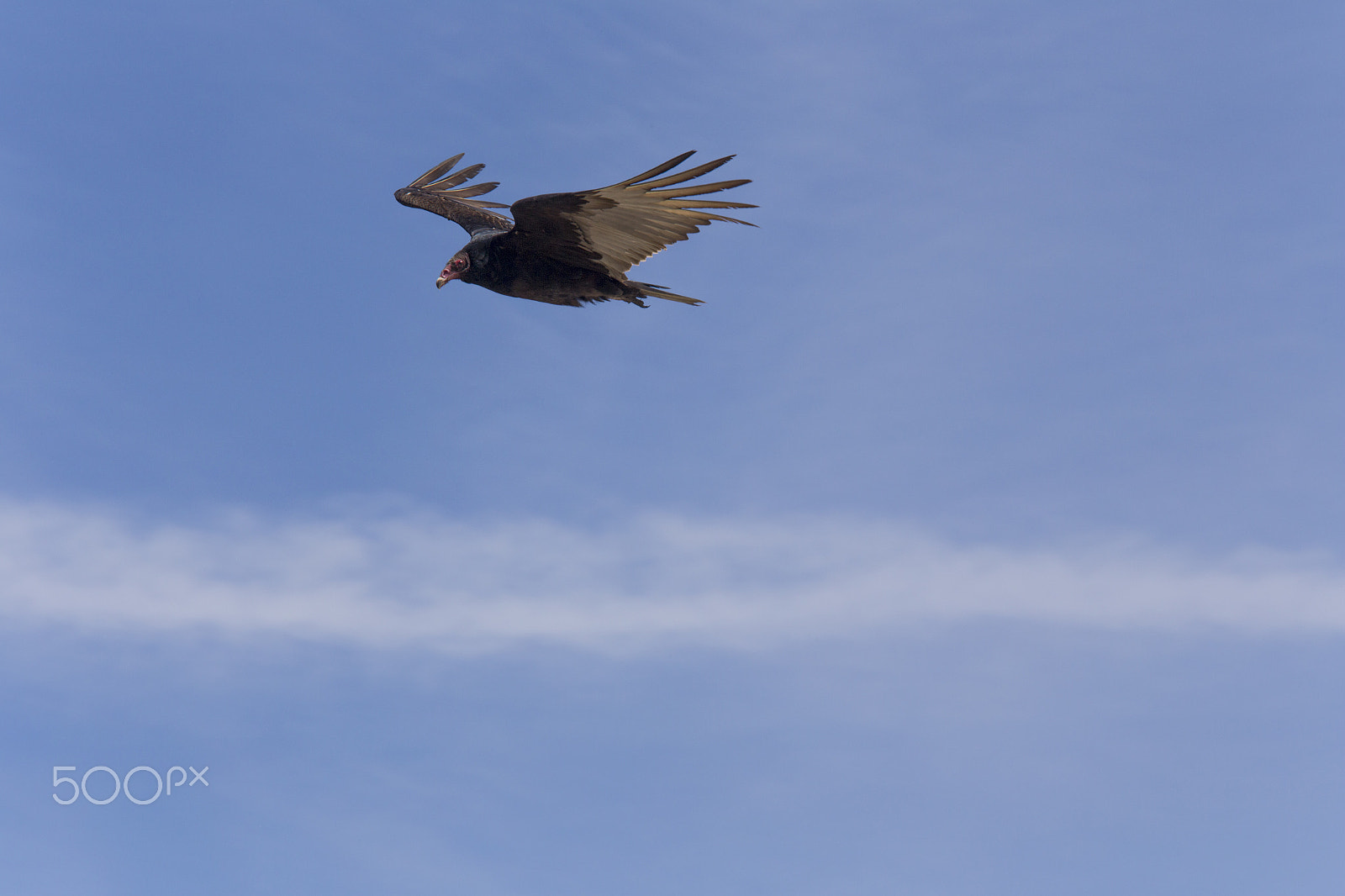 Canon EF 70-200mm F4L IS USM sample photo. Turkey vulture photography