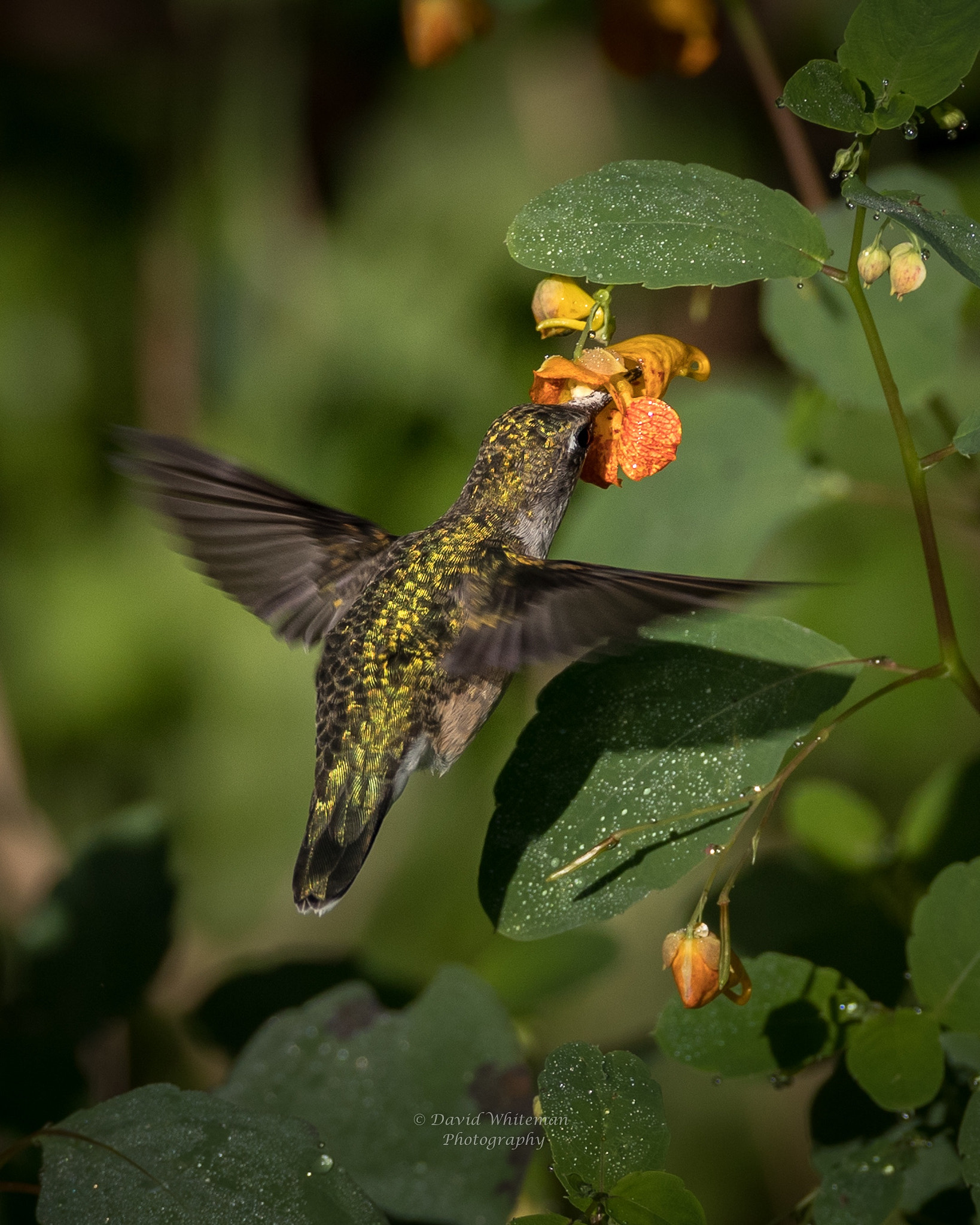 Canon EF 600mm F4L IS USM sample photo