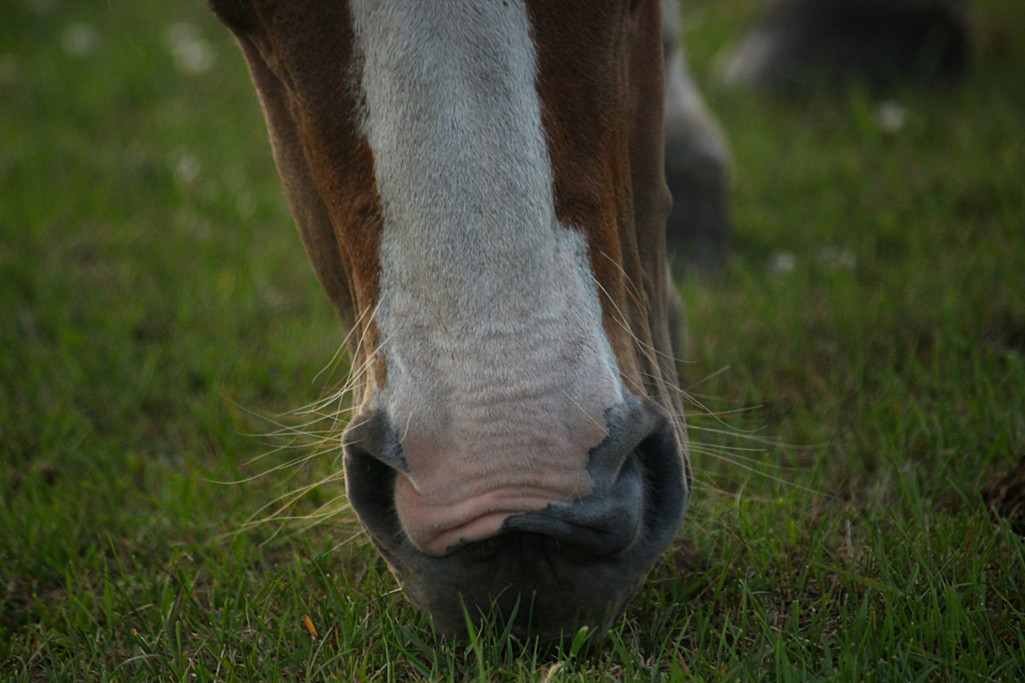Canon EF-S 55-250mm F4-5.6 IS sample photo. Graze photography