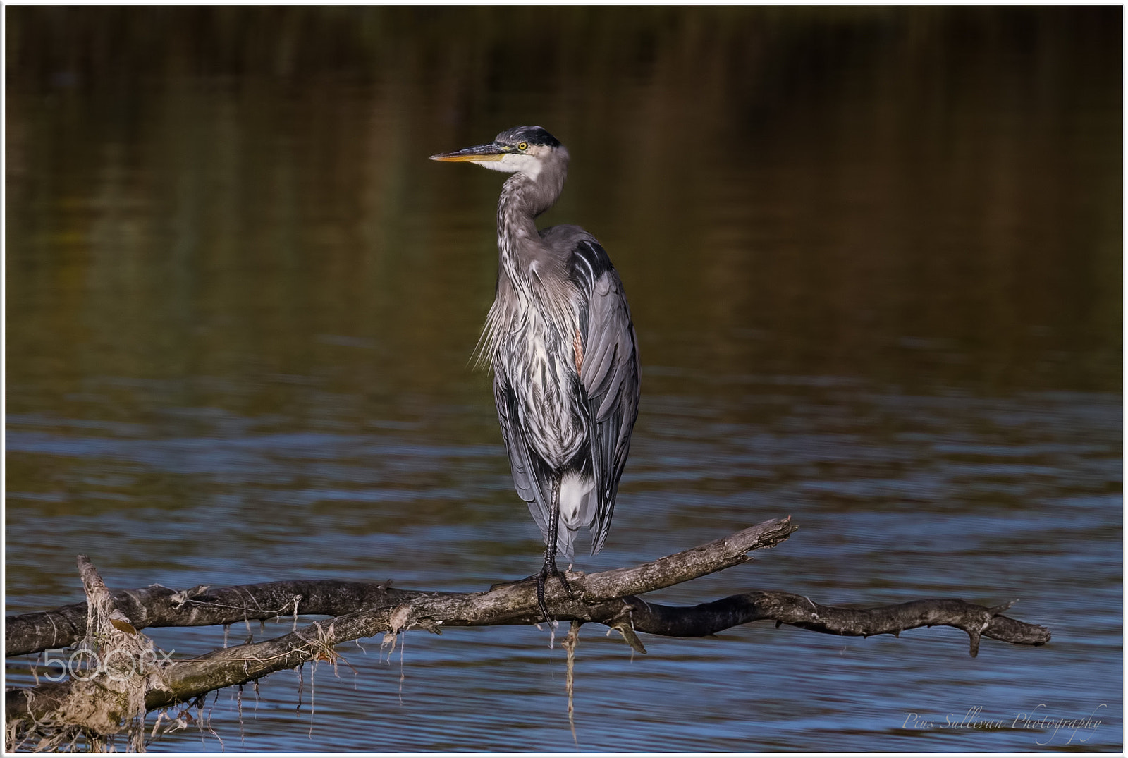 Canon EF 400mm F4 DO IS II USM sample photo. Waiting photography