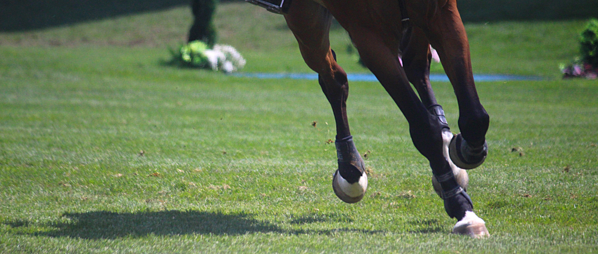 Canon EF-S 55-250mm F4-5.6 IS sample photo. Run photography