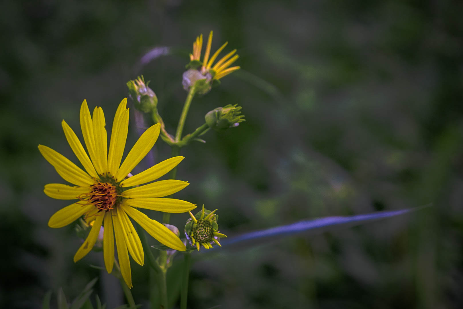 Sony a5100 sample photo. Yellow flowers photography