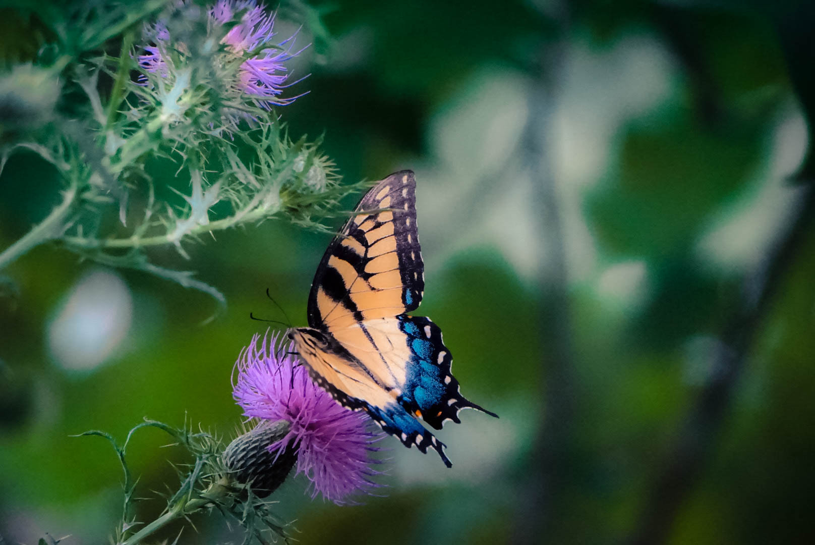 Sony a5100 sample photo. Butterflies photography
