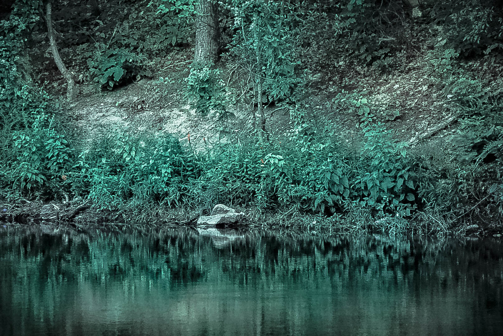 Sony a5100 sample photo. Reflection woods photography