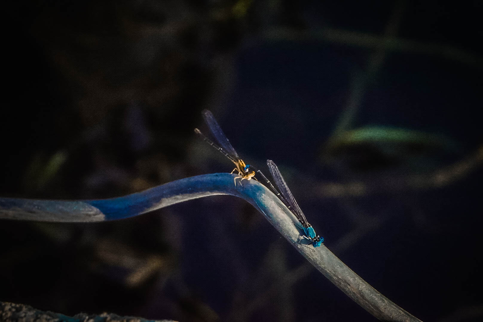 Sony a5100 sample photo. Dragon fly buddies photography