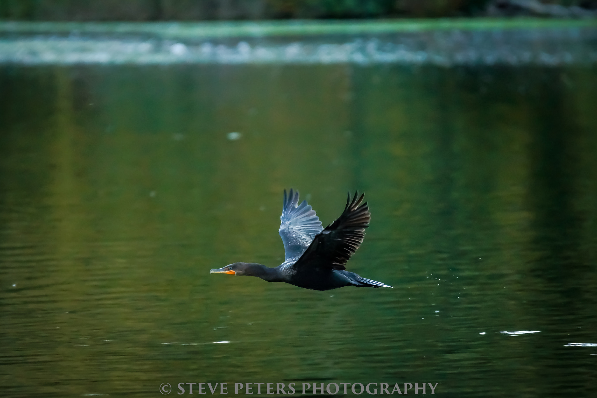 Sony SLT-A77 sample photo. In flight photography