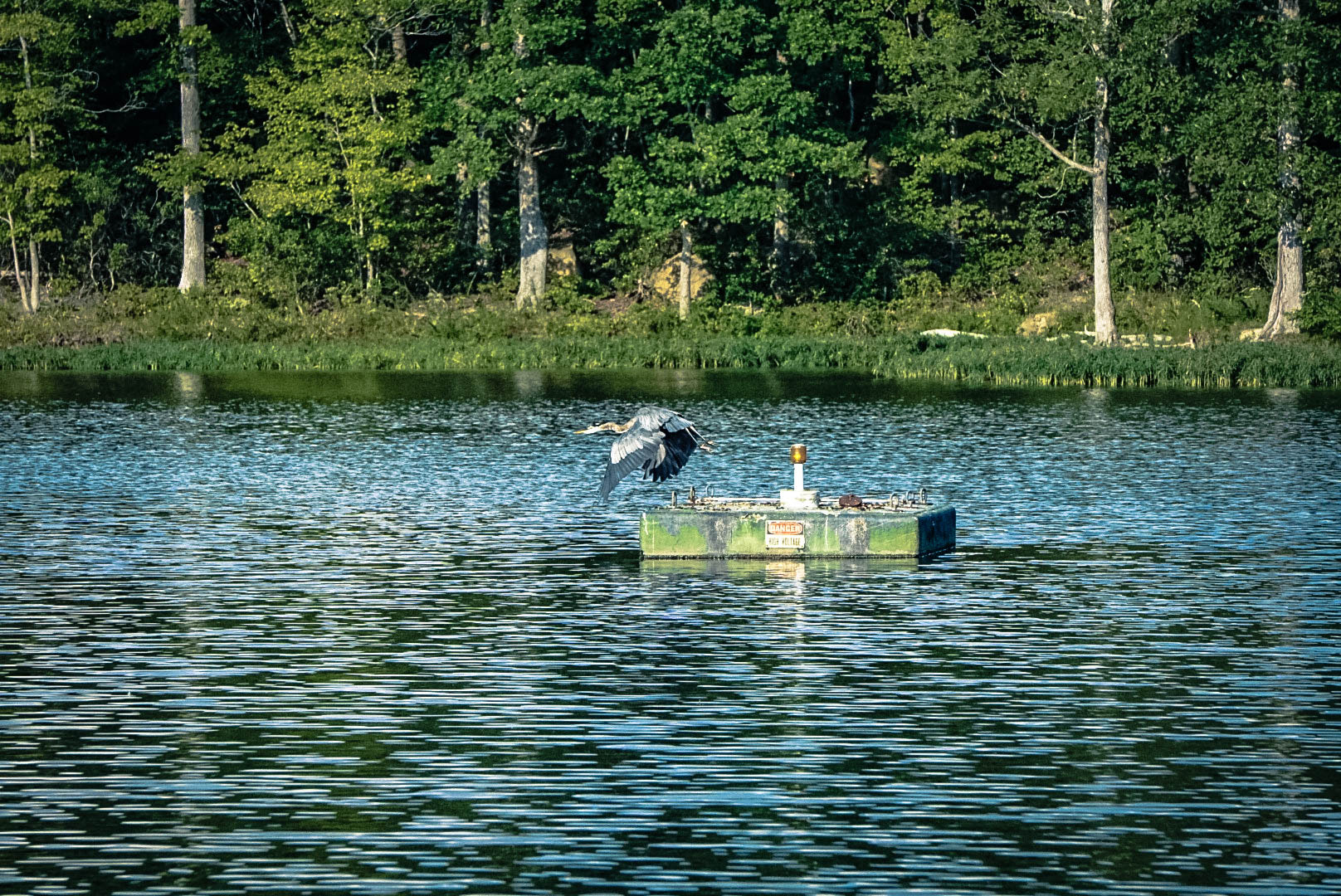 Sony a5100 sample photo. Heron photography