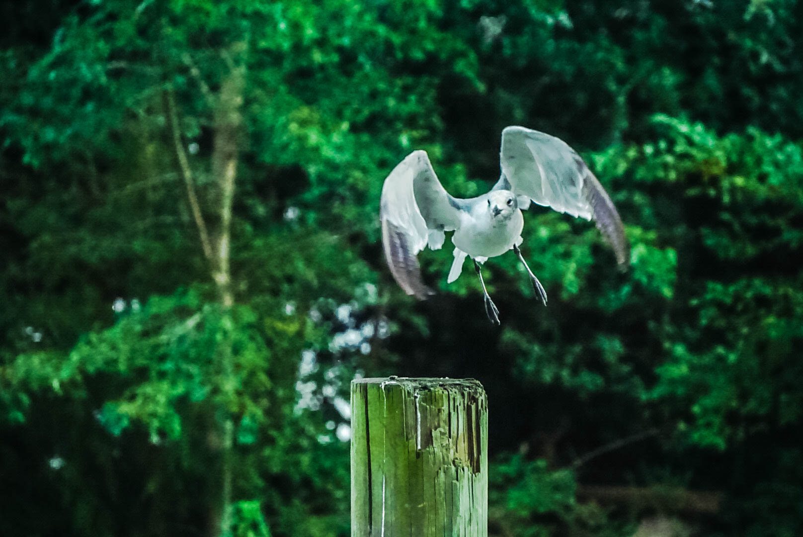 Sony a5100 sample photo. Gull photography