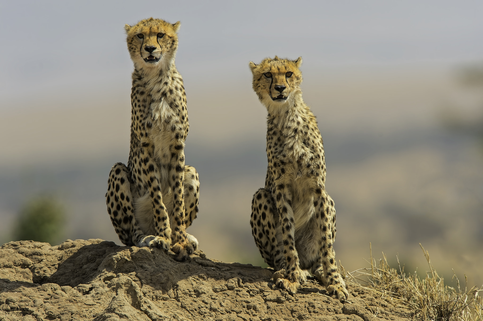 Nikon AF-S Nikkor 400mm F2.8G ED VR II sample photo. Cheetah photography