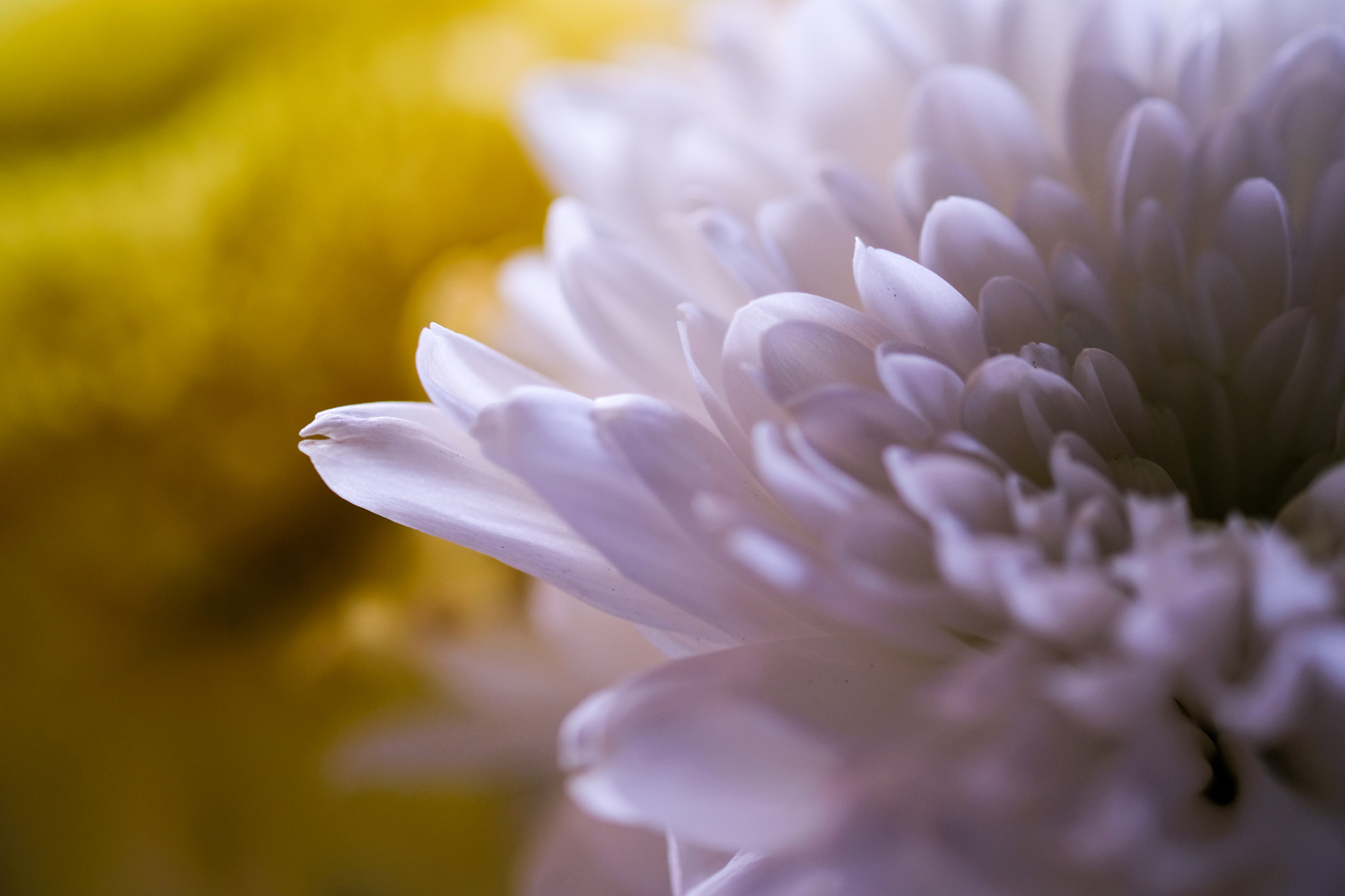 Fujifilm X-T2 + Fujifilm XF 60mm F2.4 R Macro sample photo. Pretty in white photography