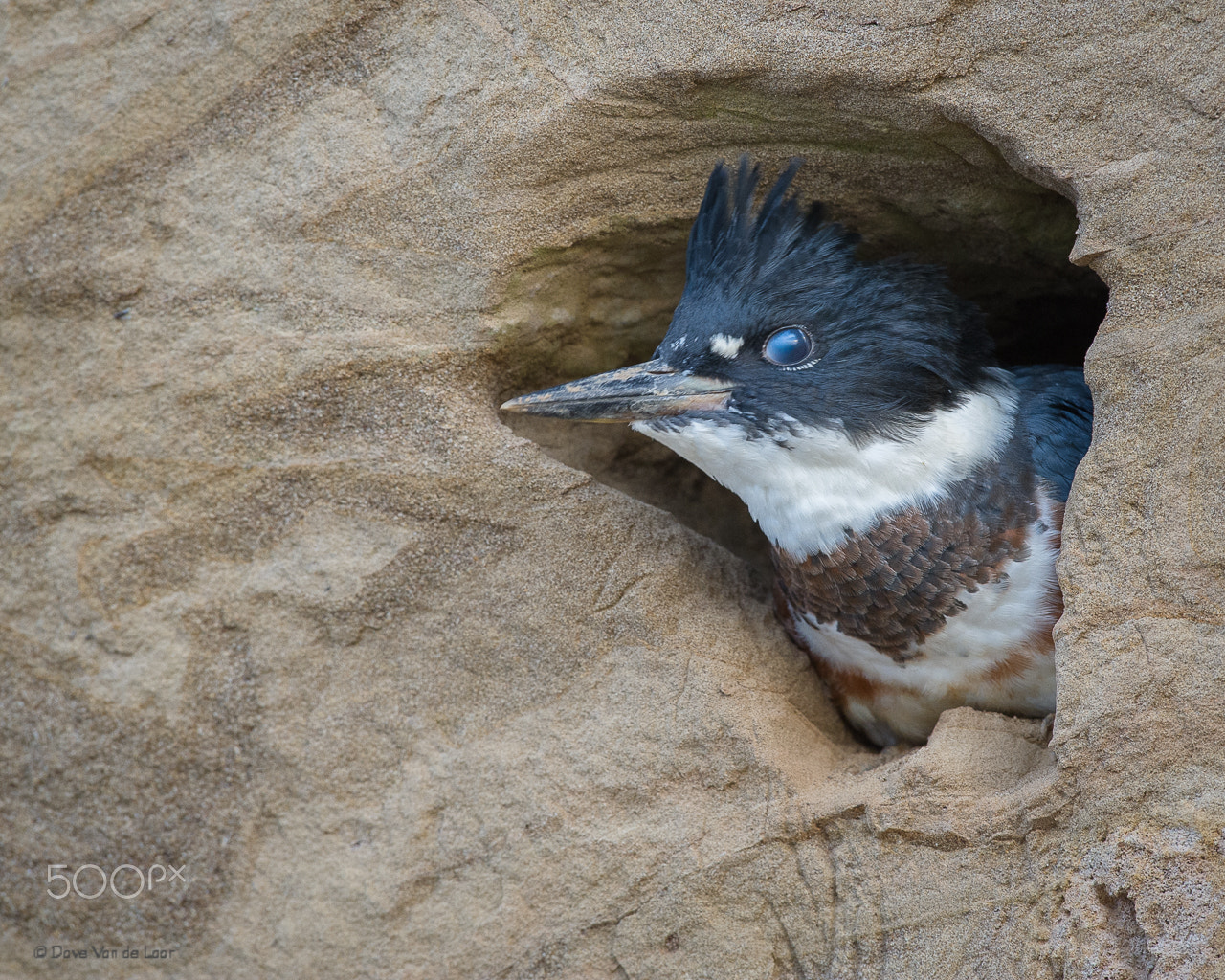 Nikon D3S sample photo. Juvenile female belted kingfisher photography