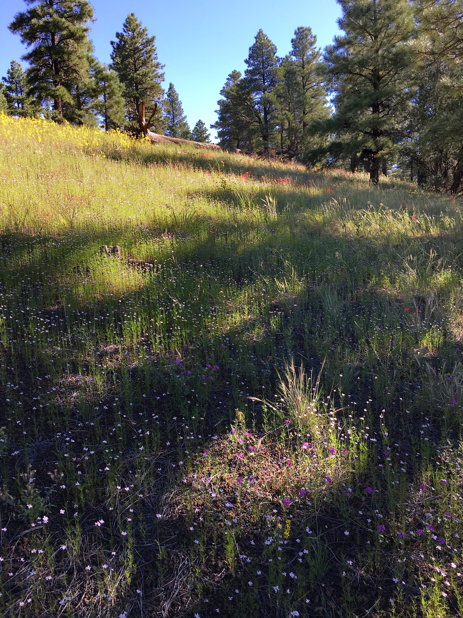 Apple iPhone8,1 sample photo. Uphill - taken after entering sunset crater volcano national monument, near flagstaff, arizona. photography