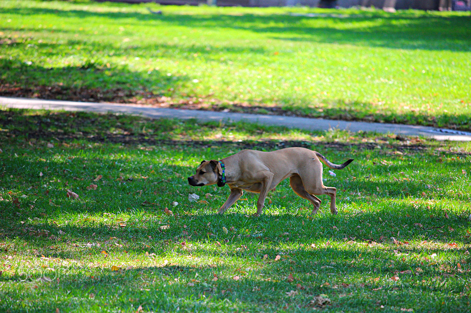 Canon EOS 600D (Rebel EOS T3i / EOS Kiss X5) + 55.0 - 250.0 mm sample photo. Hunting the squirrel photography