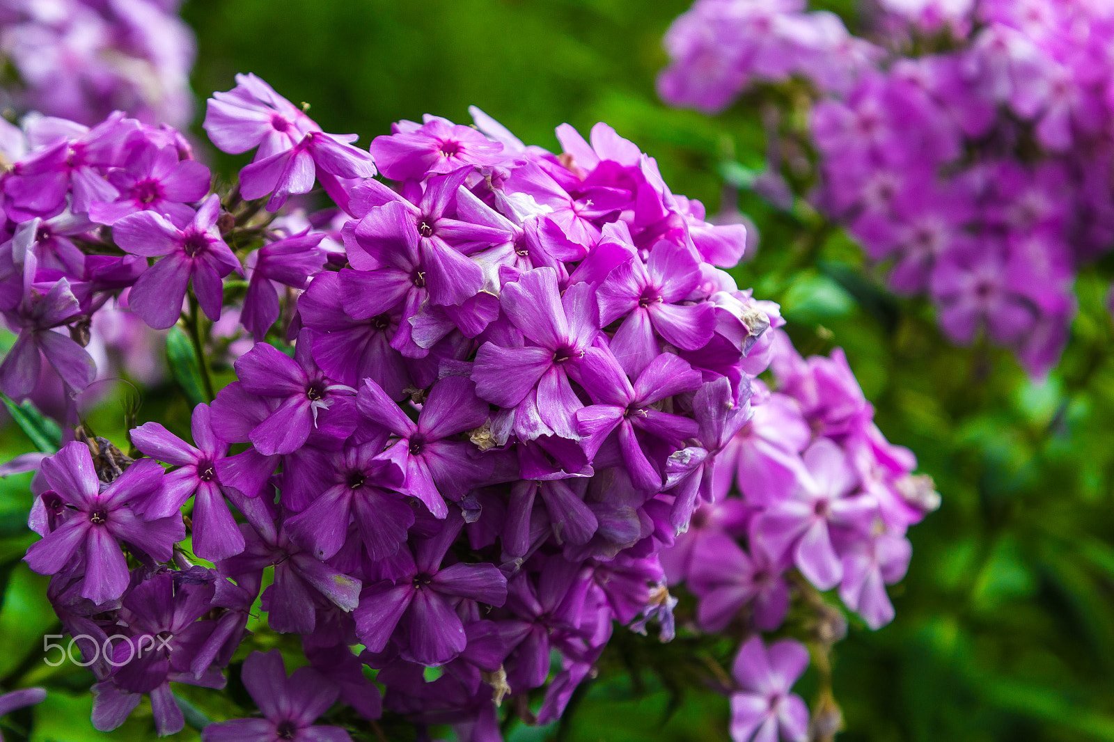 Canon EOS 1200D (EOS Rebel T5 / EOS Kiss X70 / EOS Hi) sample photo. Purple flowers photography