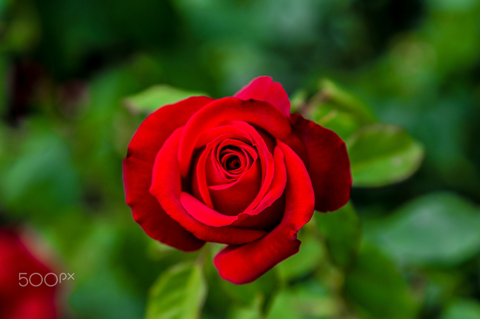Canon EOS 1200D (EOS Rebel T5 / EOS Kiss X70 / EOS Hi) sample photo. Perfect rose photography