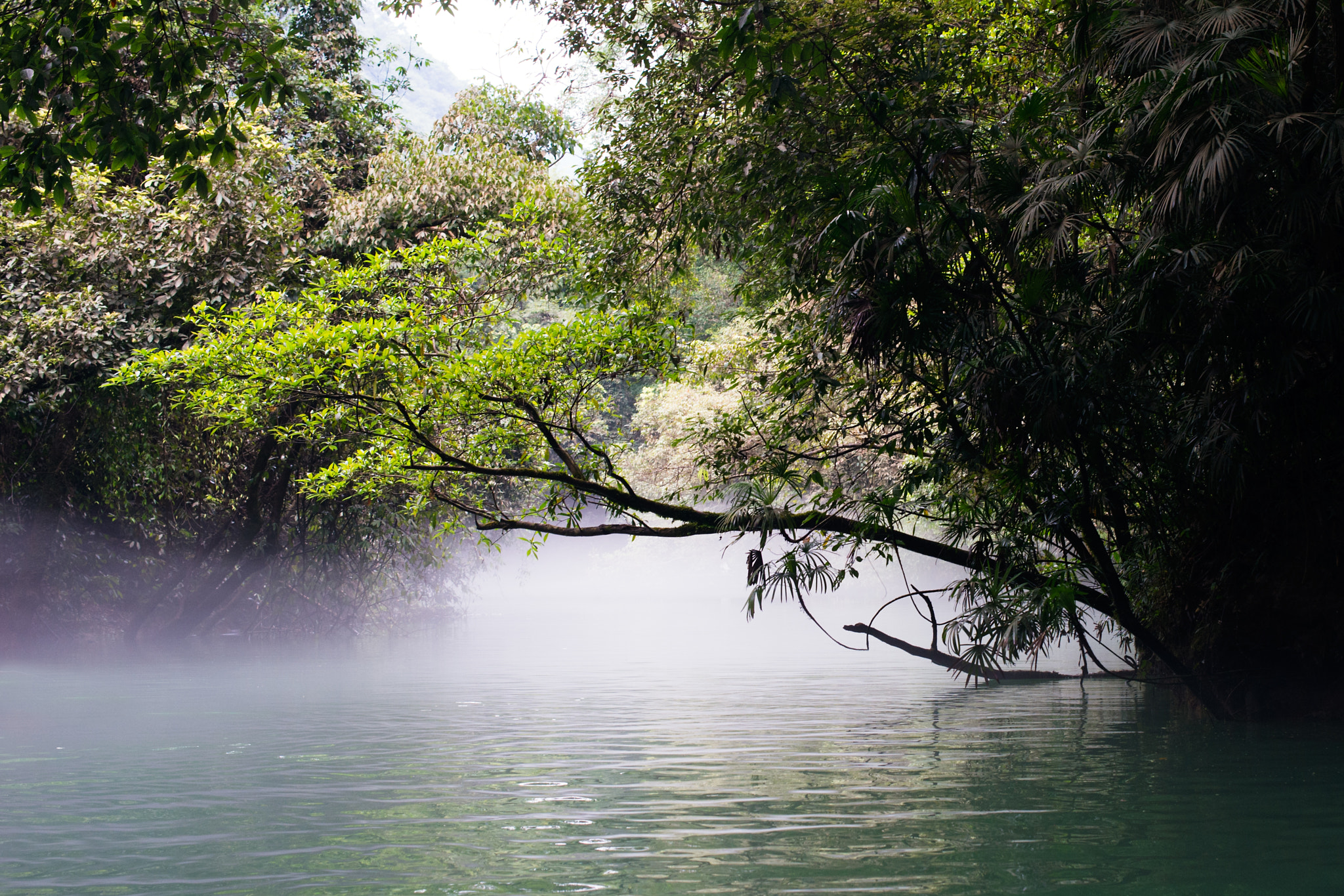 Nikon Df + Nikon AF-S Nikkor 50mm F1.4G sample photo. Fog in water forest photography