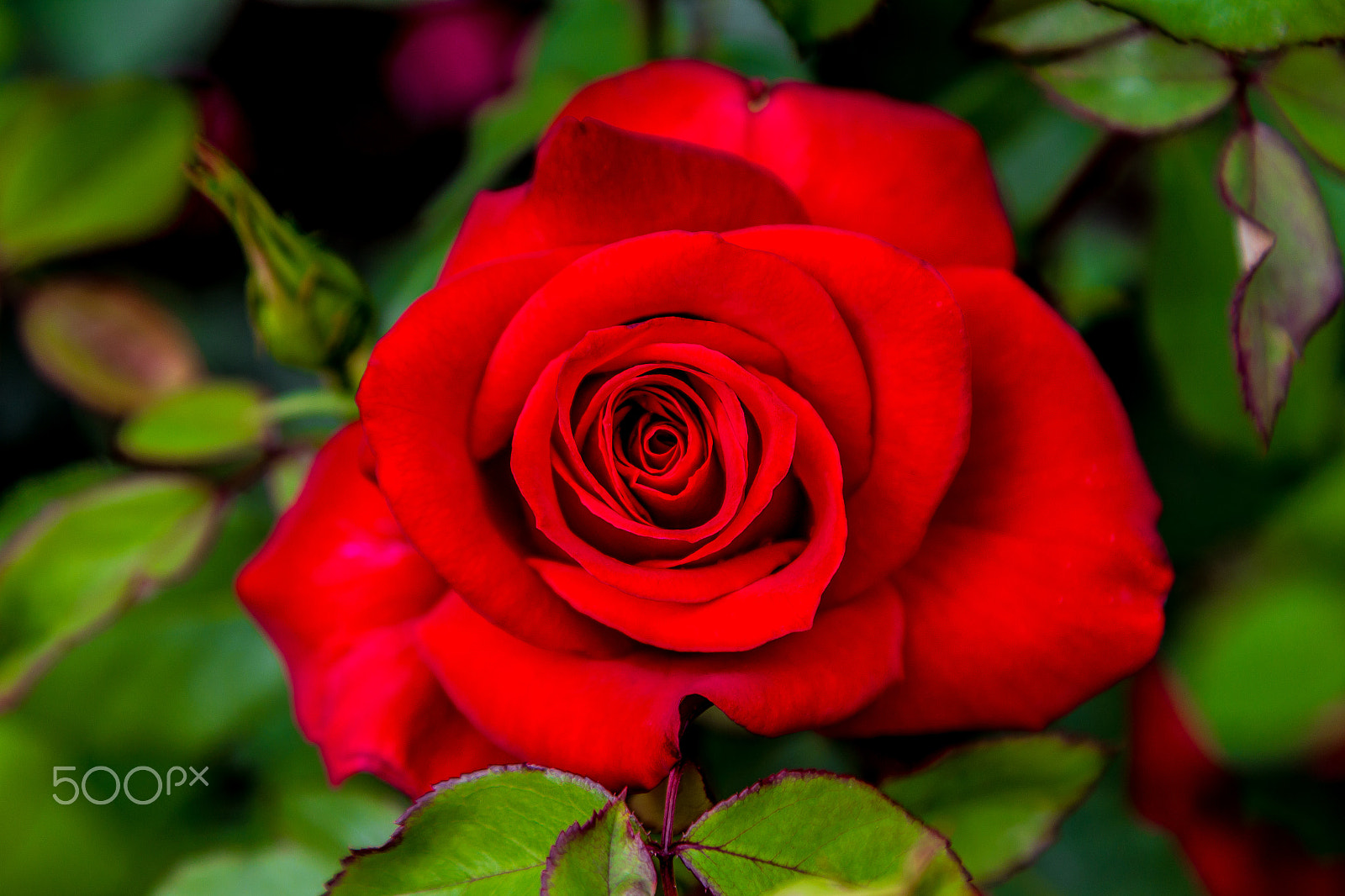 Canon EOS 1200D (EOS Rebel T5 / EOS Kiss X70 / EOS Hi) sample photo. Red rose photography