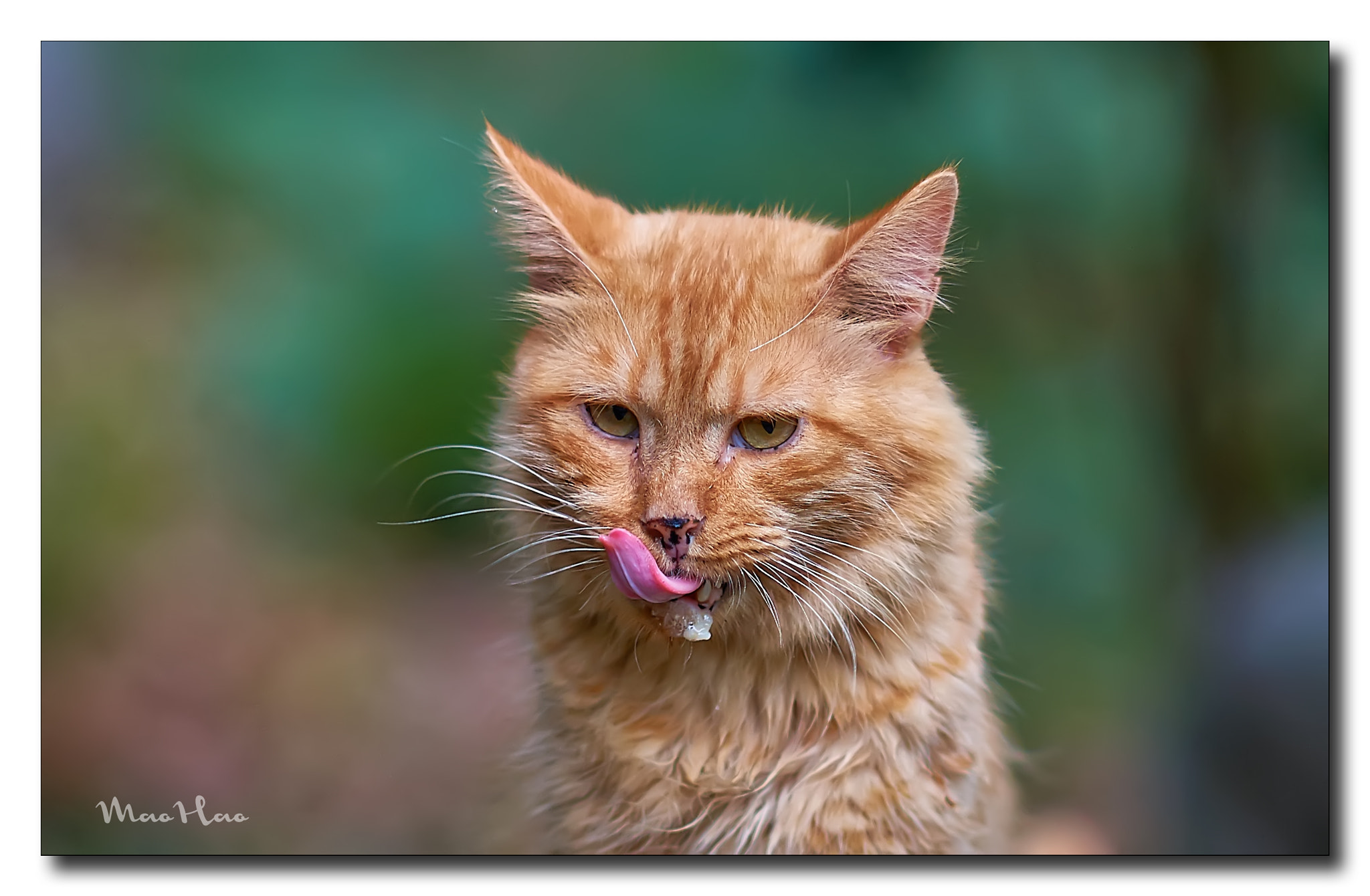 Sony Sonnar T* 135mm F1.8 ZA sample photo. Orange cat photography