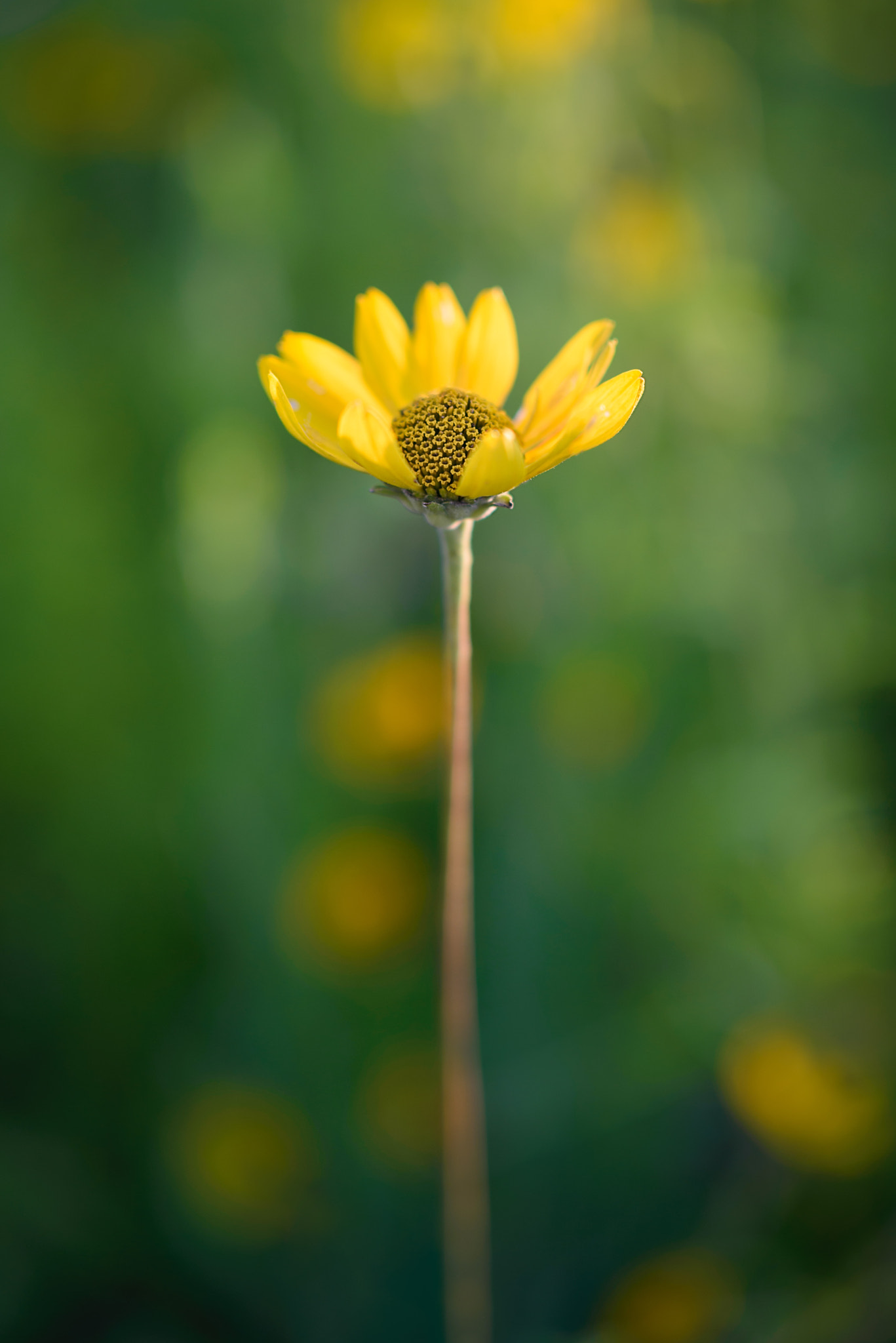 ZEISS Milvus 50mm F1.4 sample photo. Moving on up photography