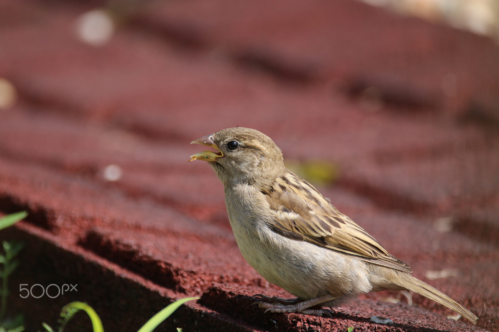 Sigma 150-600mm F5-6.3 DG OS HSM | C sample photo. Sparrow photography