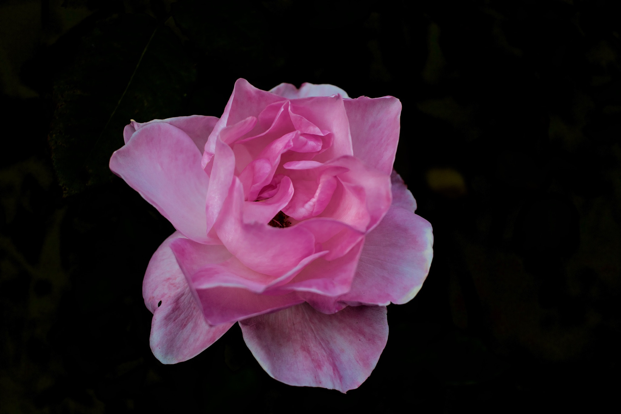 Canon EOS 100D (EOS Rebel SL1 / EOS Kiss X7) sample photo. Purty photography