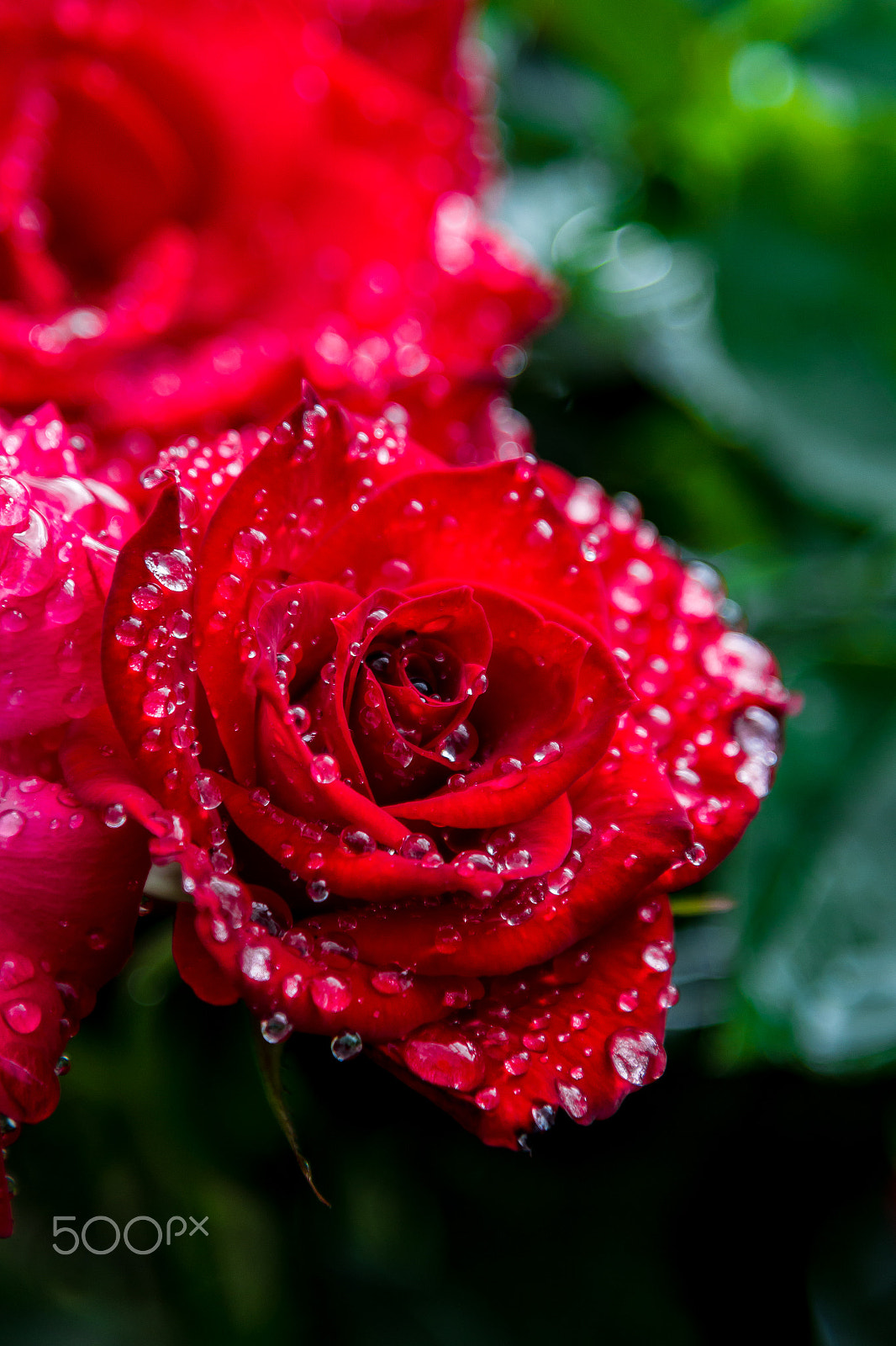 Canon EOS 1200D (EOS Rebel T5 / EOS Kiss X70 / EOS Hi) sample photo. Water rose photography