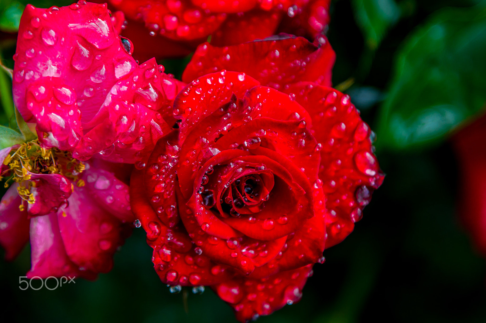 Canon EOS 1200D (EOS Rebel T5 / EOS Kiss X70 / EOS Hi) sample photo. Water rose photography