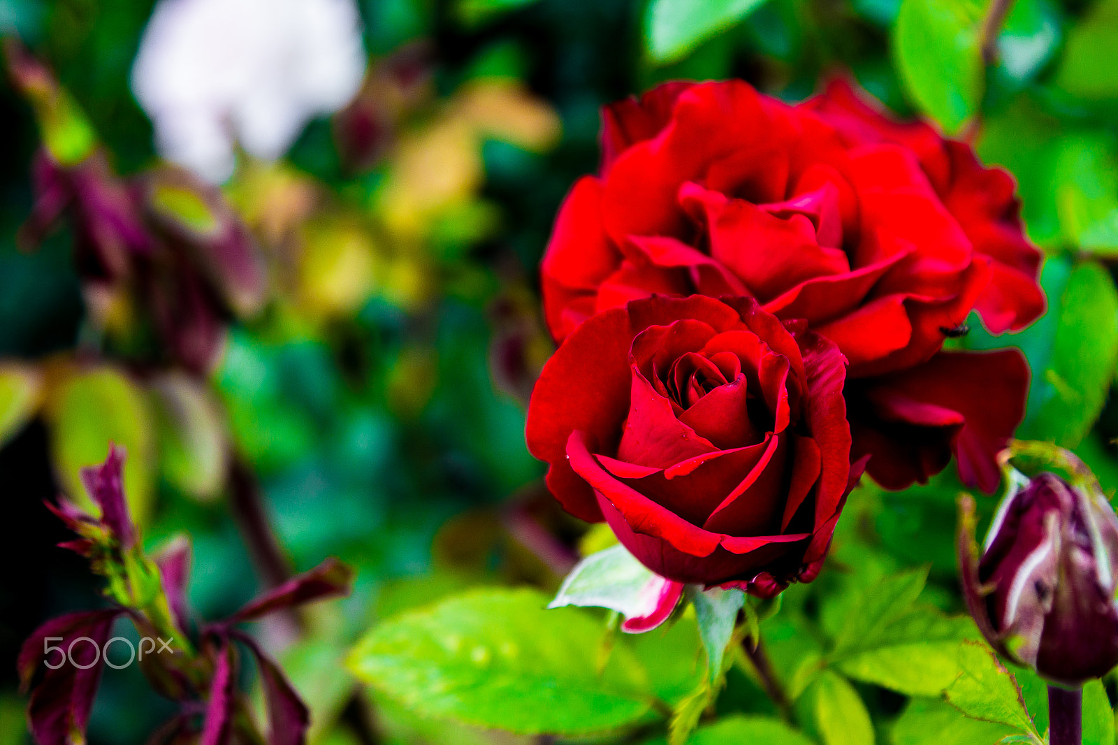 Canon EOS 1200D (EOS Rebel T5 / EOS Kiss X70 / EOS Hi) sample photo. Roses photography