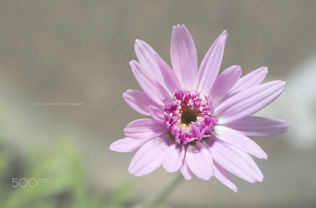 Nikon D7000 + Sigma 35mm F1.4 DG HSM Art sample photo. Beautiful nature 7 photography