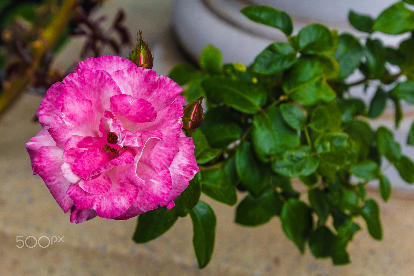 Canon EOS 1200D (EOS Rebel T5 / EOS Kiss X70 / EOS Hi) sample photo. Pink and white rose photography