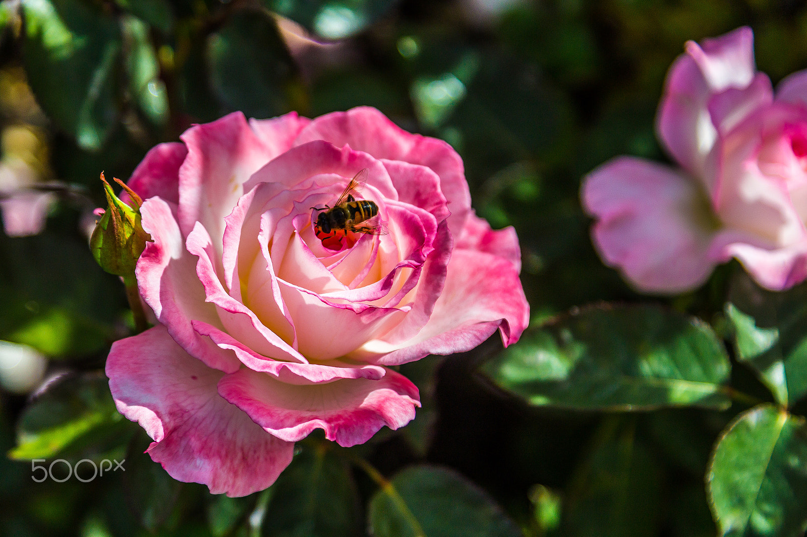 Canon EOS 1200D (EOS Rebel T5 / EOS Kiss X70 / EOS Hi) sample photo. Pink rose photography