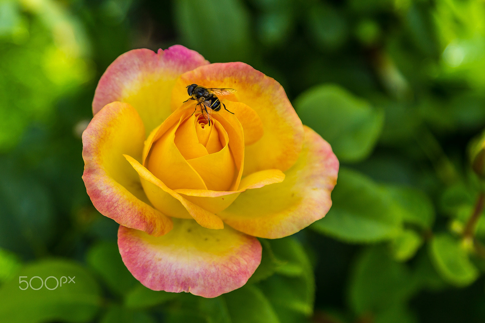 Canon EOS 1200D (EOS Rebel T5 / EOS Kiss X70 / EOS Hi) sample photo. Yellow and pink rose photography