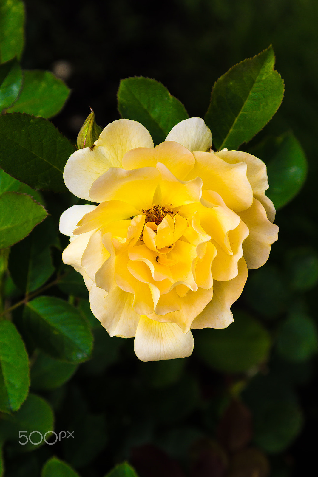 Canon EOS 1200D (EOS Rebel T5 / EOS Kiss X70 / EOS Hi) sample photo. Yellow rose photography