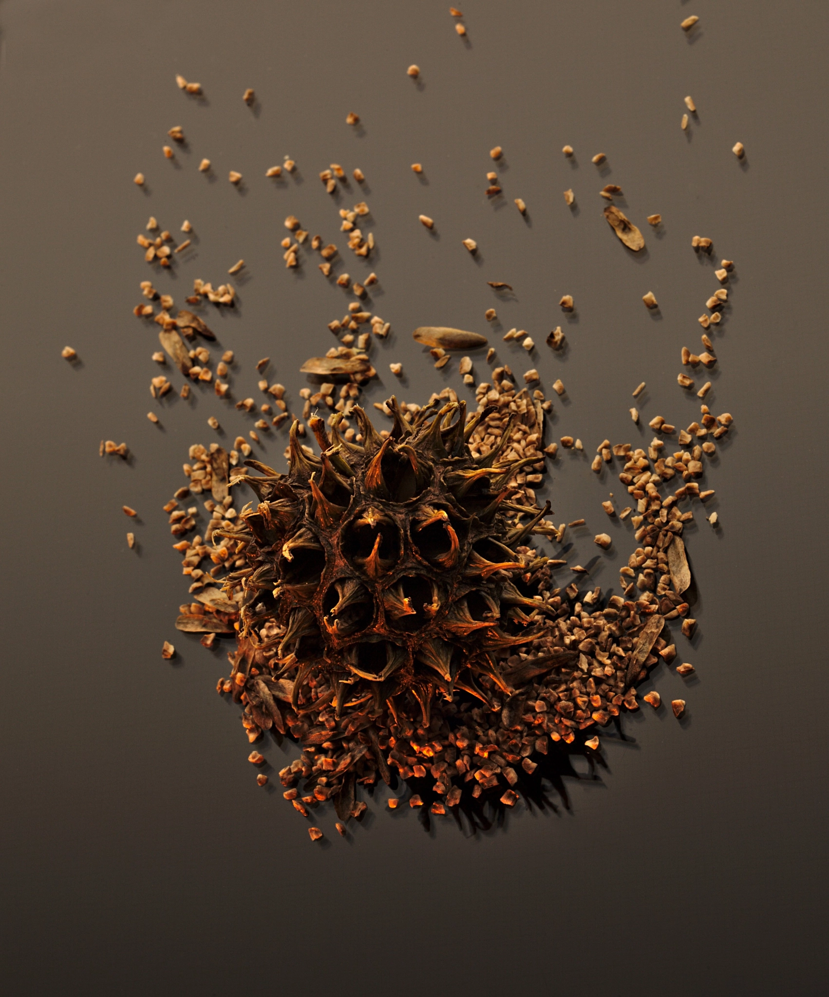 ZEISS Makro-Planar T* 50mm F2 sample photo. American sweetgum photography